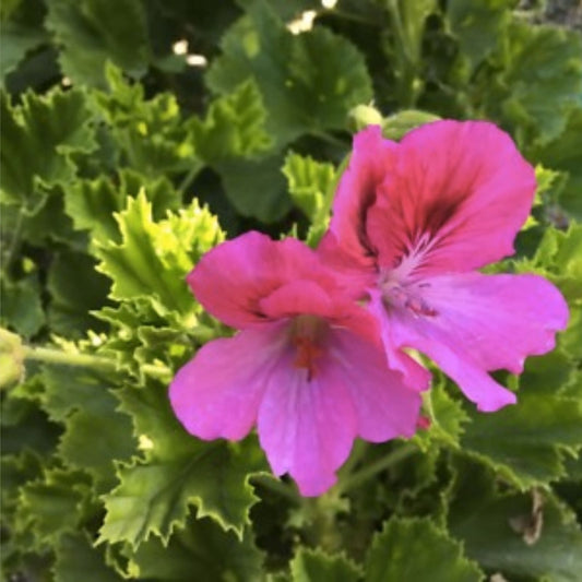 Martha Washington Geranium Cuttings 6 Pack Organic Rose-Pink Pelargonium Live Plant Starter Houseplant
