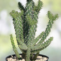 Cylindropuntia davisii Thistle Cholla Cactus Plant Cutting Lot 4 Live Succulents for Landscaping & Decor
