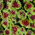 Coleus Starter Plant - Indian Summer - Vibrant Ornamental Foliage - Live Rooted - Indoor and Outdoor Gardening - BloomHavenNursery