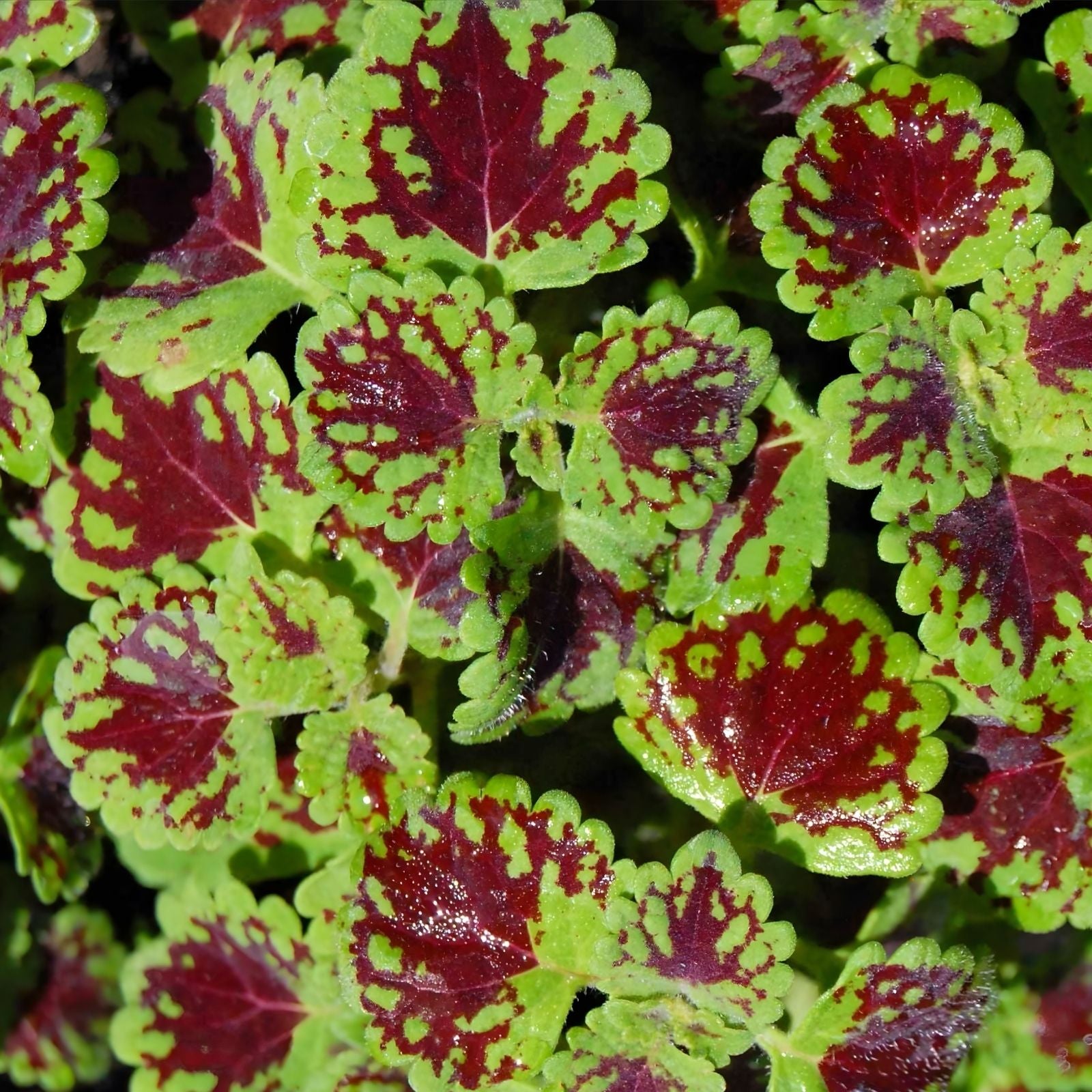 Coleus Starter Plant - Indian Summer - Vibrant Ornamental Foliage - Live Rooted - Indoor and Outdoor Gardening - BloomHavenNursery