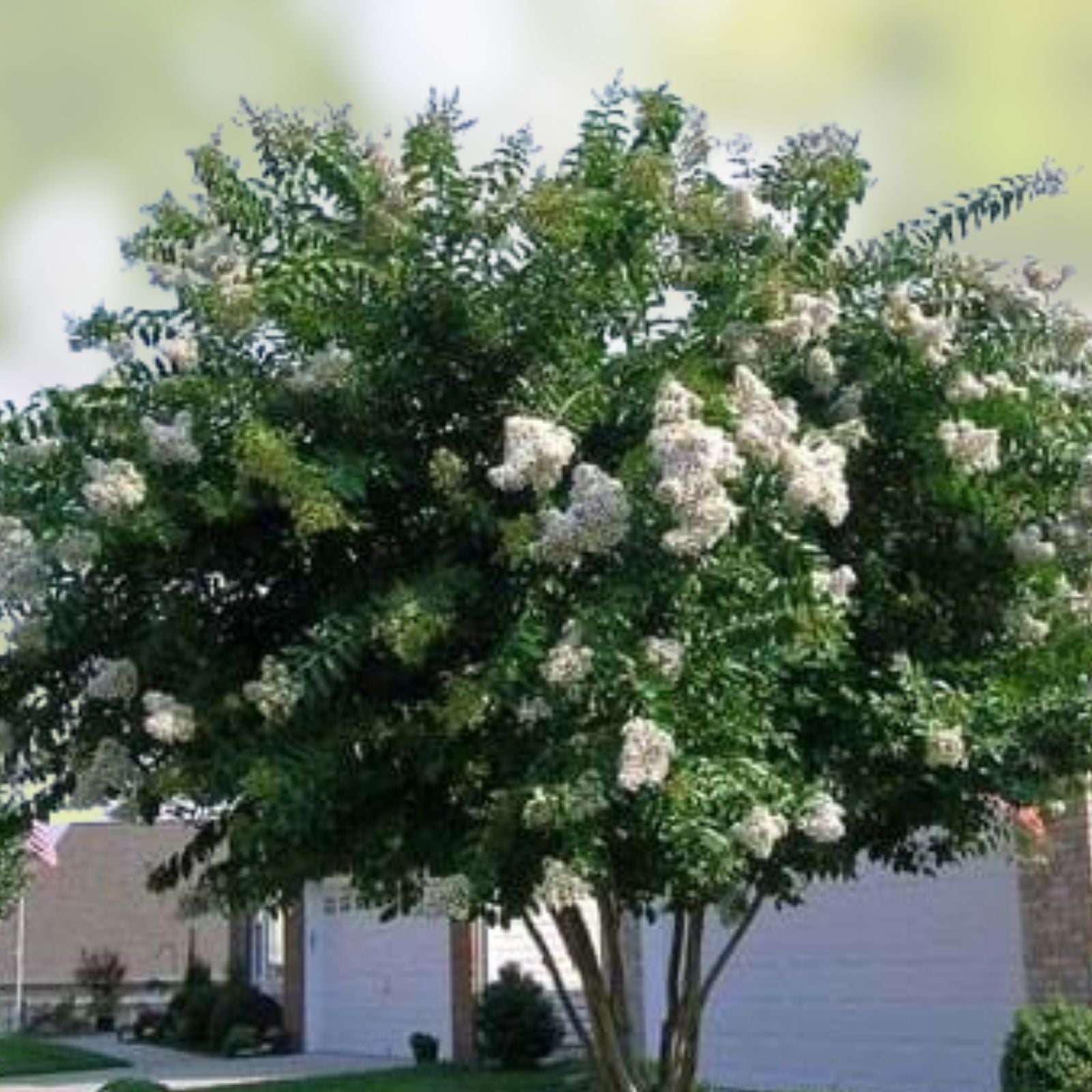 Crape Myrtle Cuttings 10 Pack Natchez Lagerstroemia indica x fauriei Live Plant Bare Root Grafting Starter