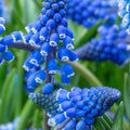Blue Grape Hyacinth Bulbs 8-9cm Cobalt-Blue Muscari armeniacum Spring Garden Planting Live Bulbs
