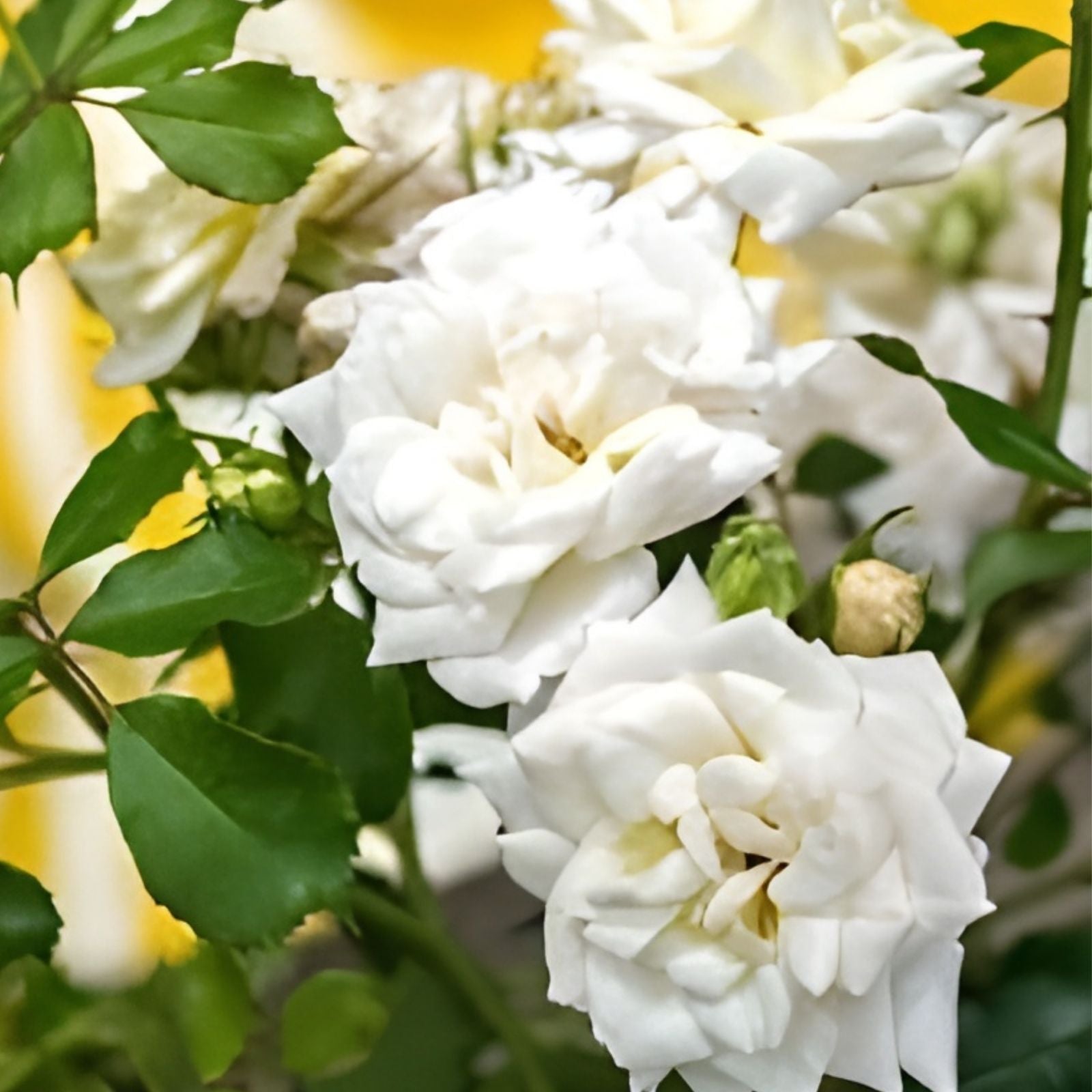 Rosa 'Icy Drift' Groundcover Rose Cuttings - 6 Shrub Planting Material for Garden Landscaping