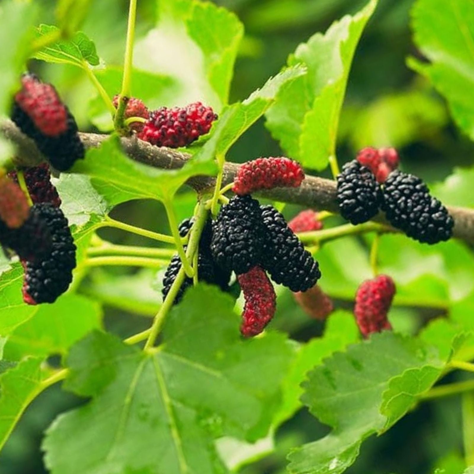 Pakistan Long Black Mulberry Cuttings 4 Pack Morus nigra Live Plant Grafting Rooting Starter Plant
