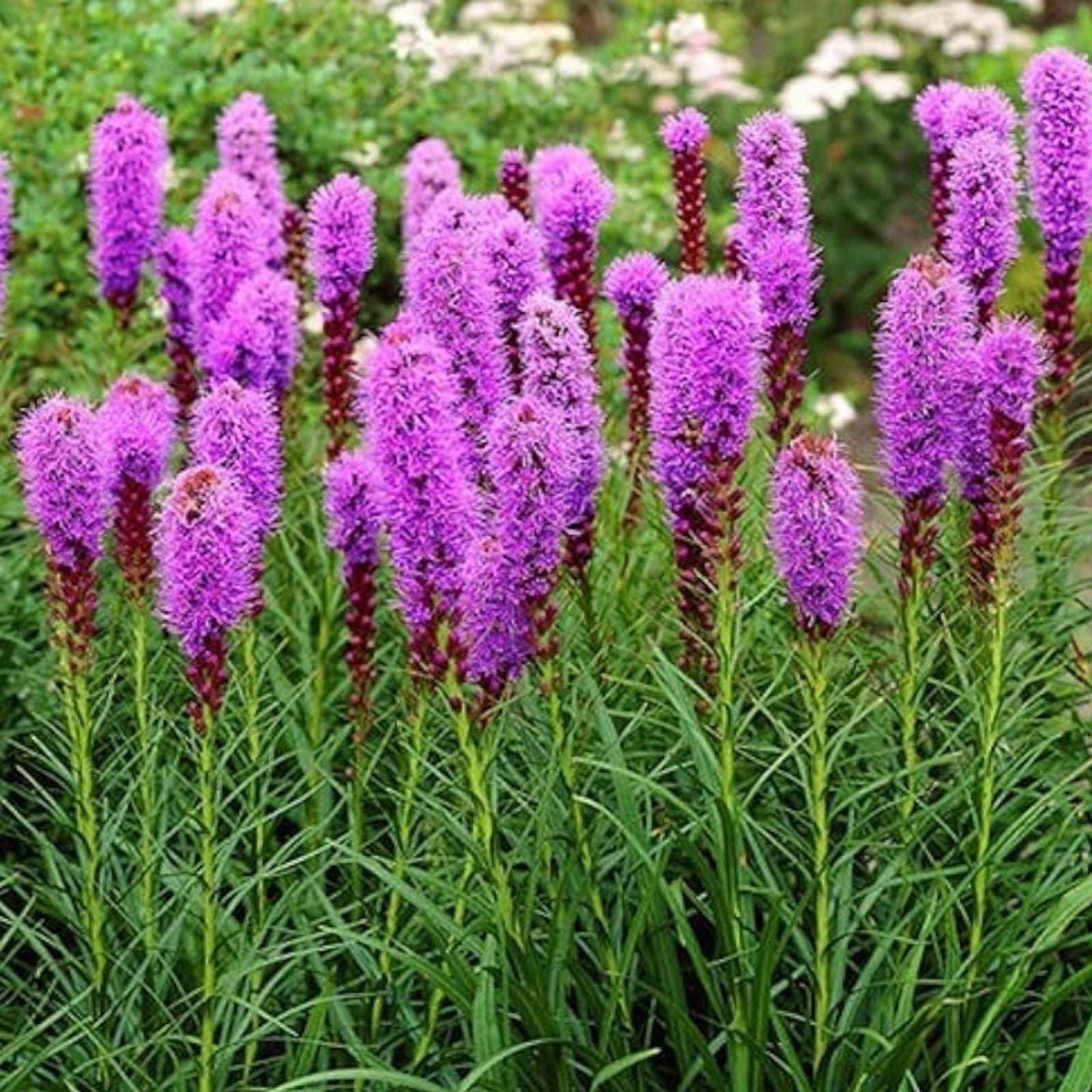 Liatris spicata Bulbs 10-Pack Purple Blazing Star Perennial Drought-Tolerant Butterfly Attracting Plant