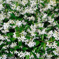 Star Jasmine Cuttings - Live Evergreen Climbing Shrub with White Flowers - Trachelospermum jasminoides