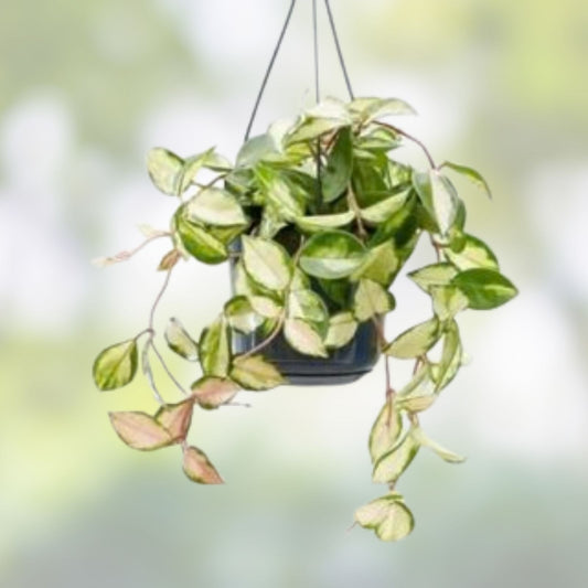 Hoya Paxtonii Trailing Houseplant, Wax Plant, Green Leaves, Live Cutting, Indoor Plant, Starter Plant