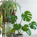 Live House Plant Cuttings – 20 Varieties Indoor Gardening Starter Plants, Houseplants, Rooted Live Plants for Home Decor