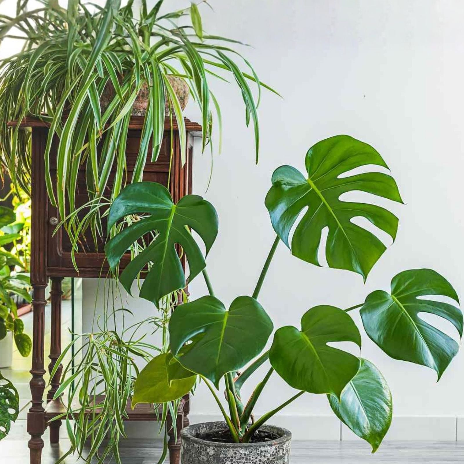 Live House Plant Cuttings – 20 Varieties Indoor Gardening Starter Plants, Houseplants, Rooted Live Plants for Home Decor