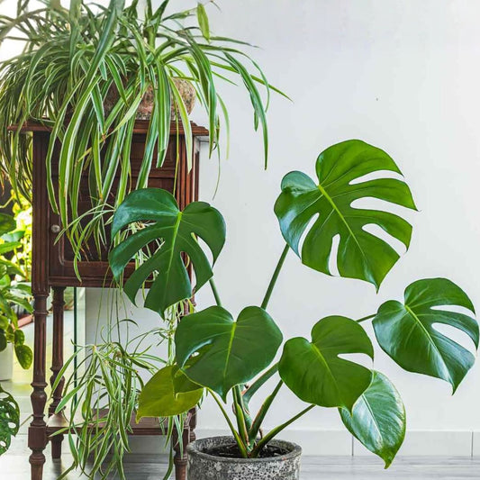 Live House Plant Cuttings – 20 Varieties Indoor Gardening Starter Plants, Houseplants, Rooted Live Plants for Home Decor