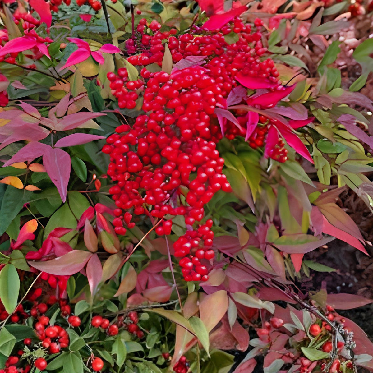 Heavenly Bamboo Seeds 20 Pack for Hedge Nandina domestica, Fast Shipping from Iowa, Made in USA