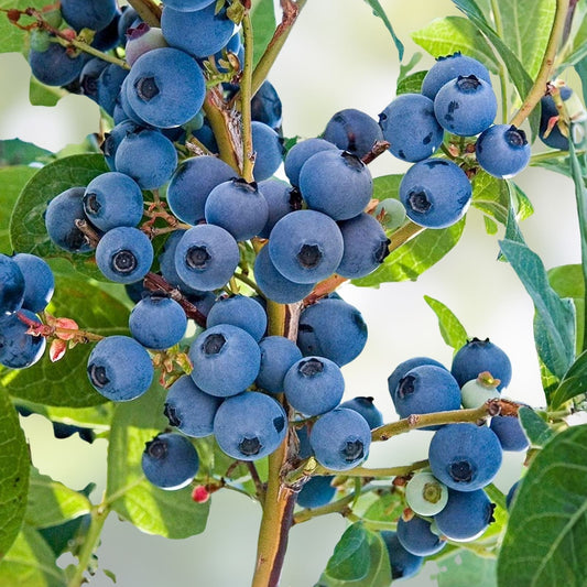 Organic Blueberry Bush Seeds & Starter Plant Kit | Vaccinium corymbosum Bare Root Fruit Planting Supplies