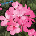 Rare Spiky Pink Bloom Pelargonium Geranium Live Plant Cutting 6" Indoor Houseplant