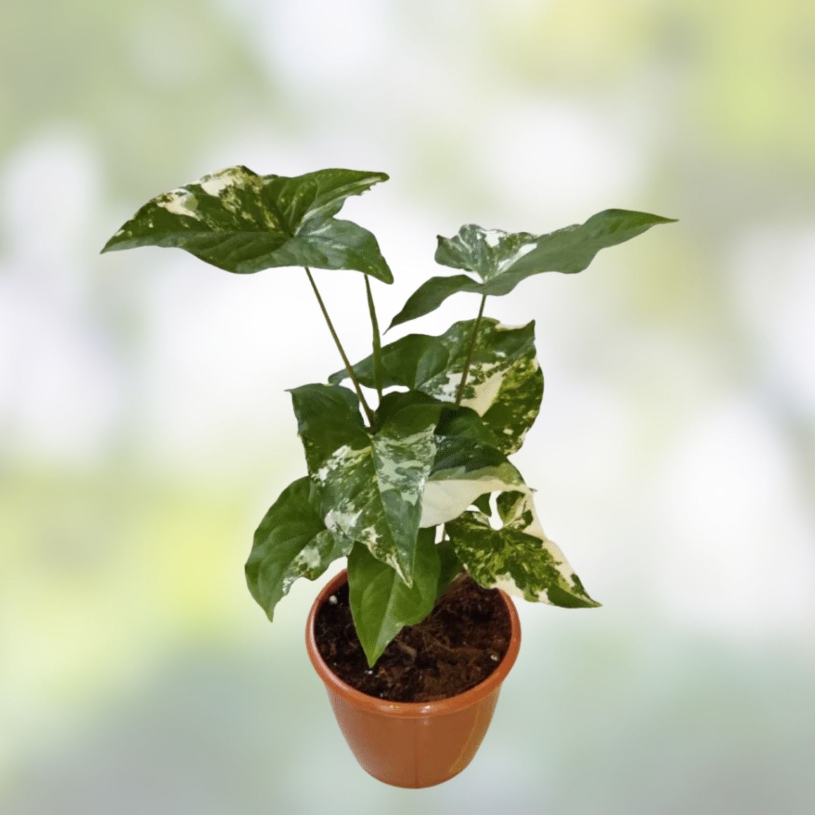 Variegated Syngonium Albo Podophyllum Cutting Indoor Tropical Houseplant Live Plant