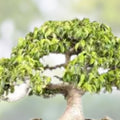 Weeping Fig Bonsai Tree Seeds 30 Count – Ficus benjamina Indoor Plant Seeds for Gardening – Fast Growing Indoor Bonsai Seeds