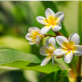 Yellow Plumeria Cutting, Double Head, 10 Inch Frangipani Live Plant, Tropical Garden, Houseplant, Starter Plant