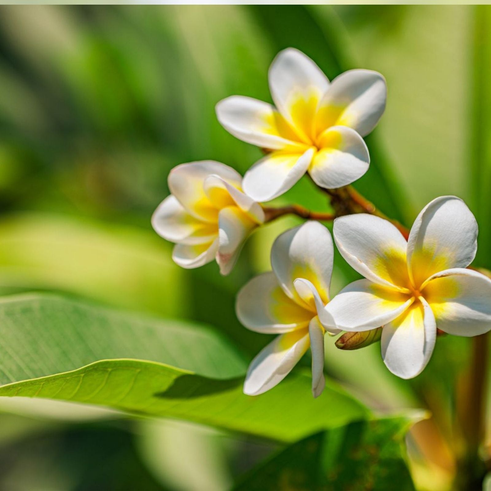 Yellow Plumeria Cutting, Double Head, 10 Inch Frangipani Live Plant, Tropical Garden, Houseplant, Starter Plant