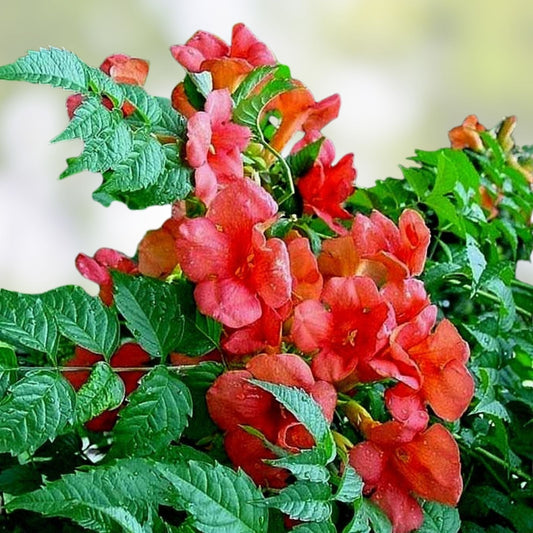 Orange Trumpet Vine Live Plant Set of 2 – Campsis radicans Climbing Garden Vines Hummingbird Attractant