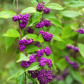 Beauty Berry Bush Cuttings Callicarpa Americana Live Plant Propagation Material Bare Root Starter Plant