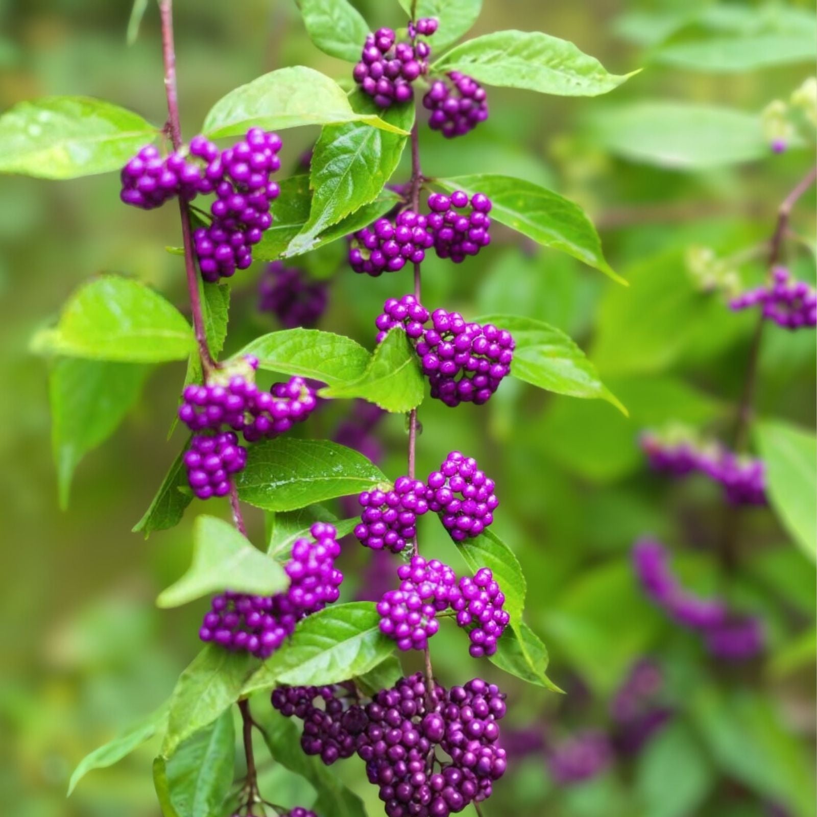 Beauty Berry Bush Cuttings Callicarpa Americana Live Plant Propagation Material Bare Root Starter Plant