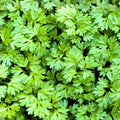 Chervil Seeds 100+ Heirloom Non-GMO Culinary Herb Anethum graveolens Live Plant Starter Garden