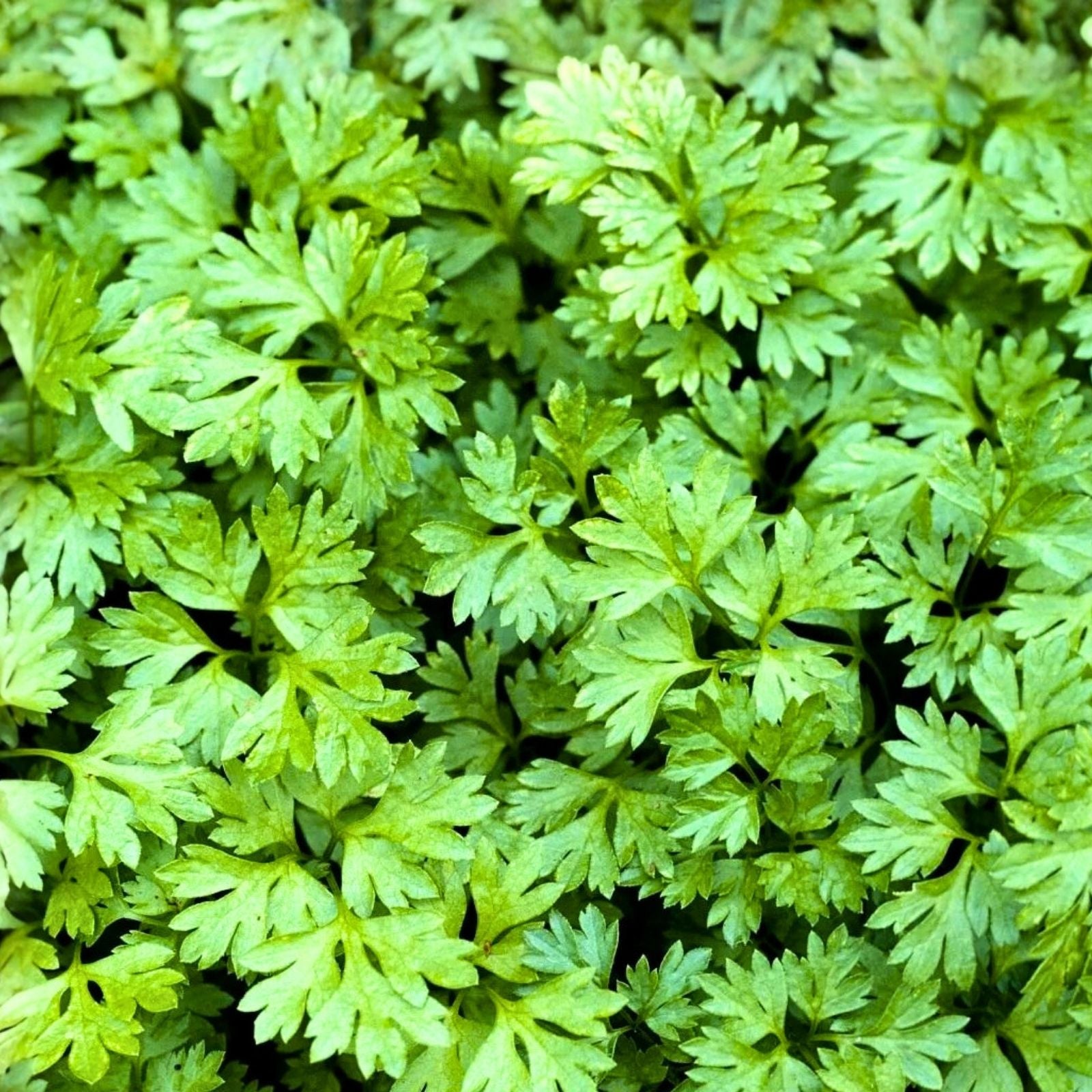 Chervil Seeds 100+ Heirloom Non-GMO Culinary Herb Anethum graveolens Live Plant Starter Garden