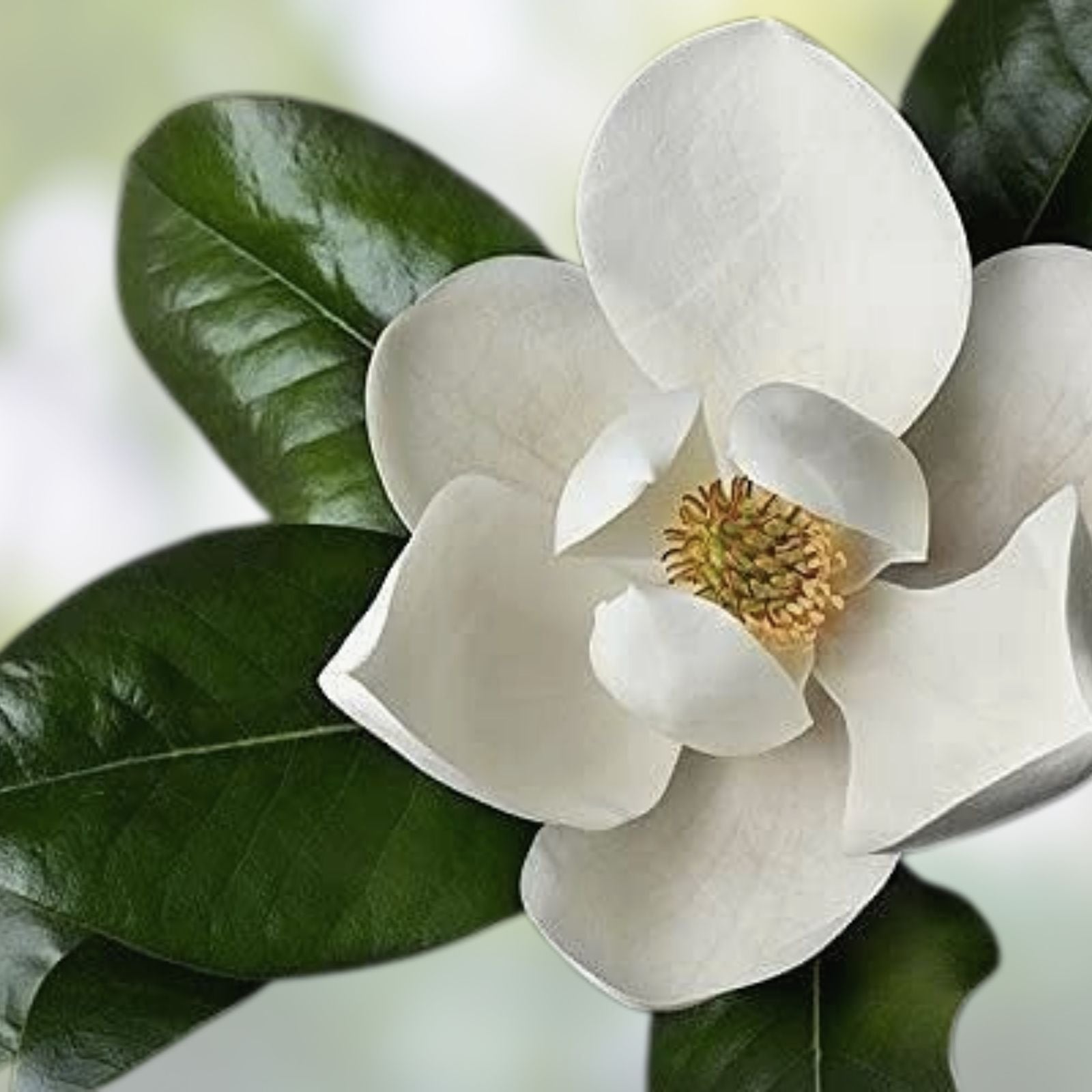 Southern Magnolia Cuttings - 8 Rooting and Grafting Propagation Material - Magnolia grandiflora - Evergreen Tree Clippings