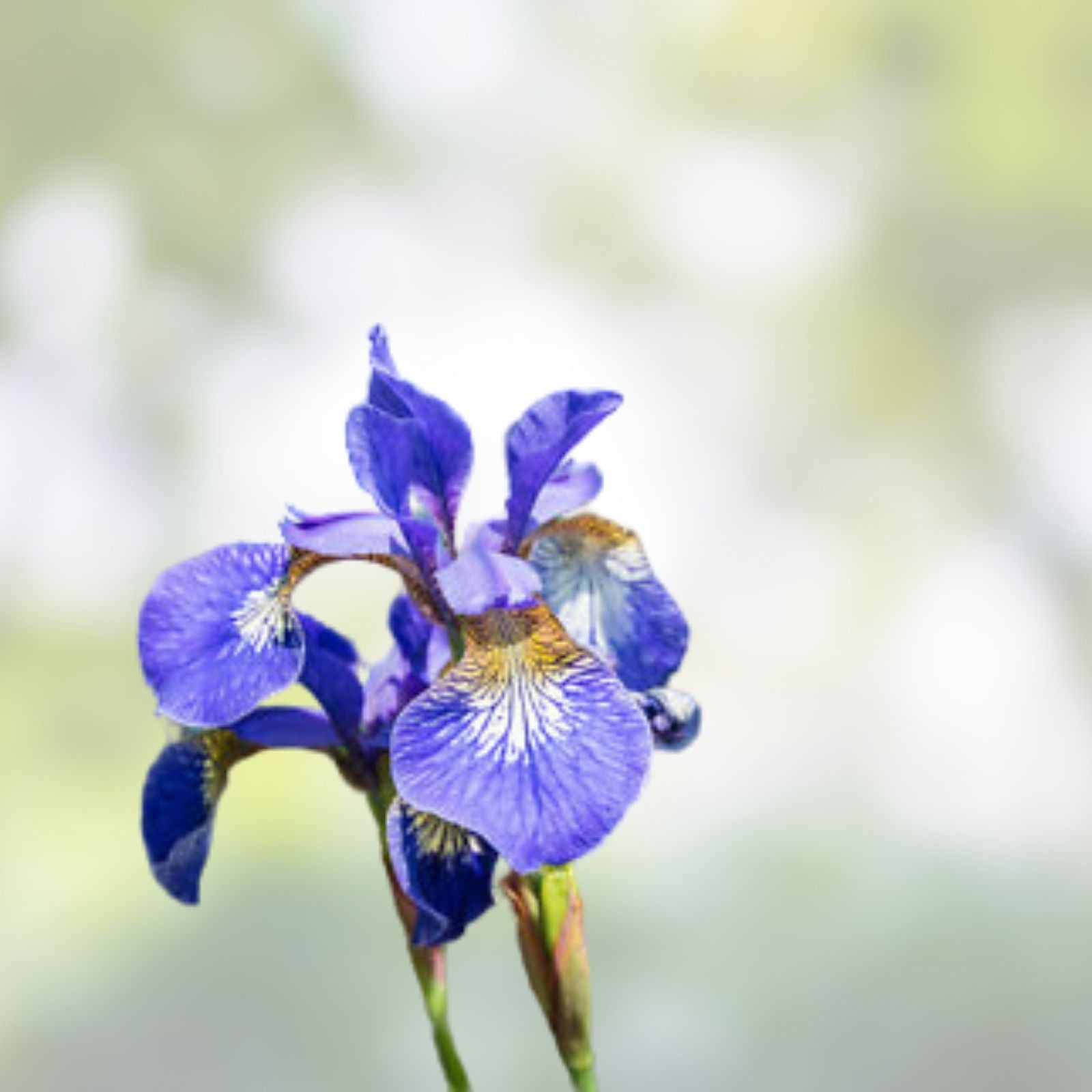 Siberian Iris Starter Plants Set of 3 - Perennial Garden Flowers - Iris sibirica - Live Plant, Bare Root, Flowering Bulbs