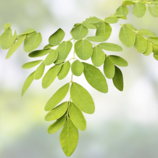 Moringa Tree Seeds 25 Count – Fast Growing, Easy to Grow – Moringa oleifera – Edible Leaves & Nutrients – New Harvest Quality