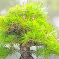 Bonsai Tree Seeds - 30 Japanese Black Pine Seeds - Pinus thunbergii - Gardening & Bonsai Cultivation Supplies