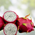 Unrooted 8" White Flesh Dragon Fruit Cutting Hylocereus Cactus Live Plant Pitahaya Starter