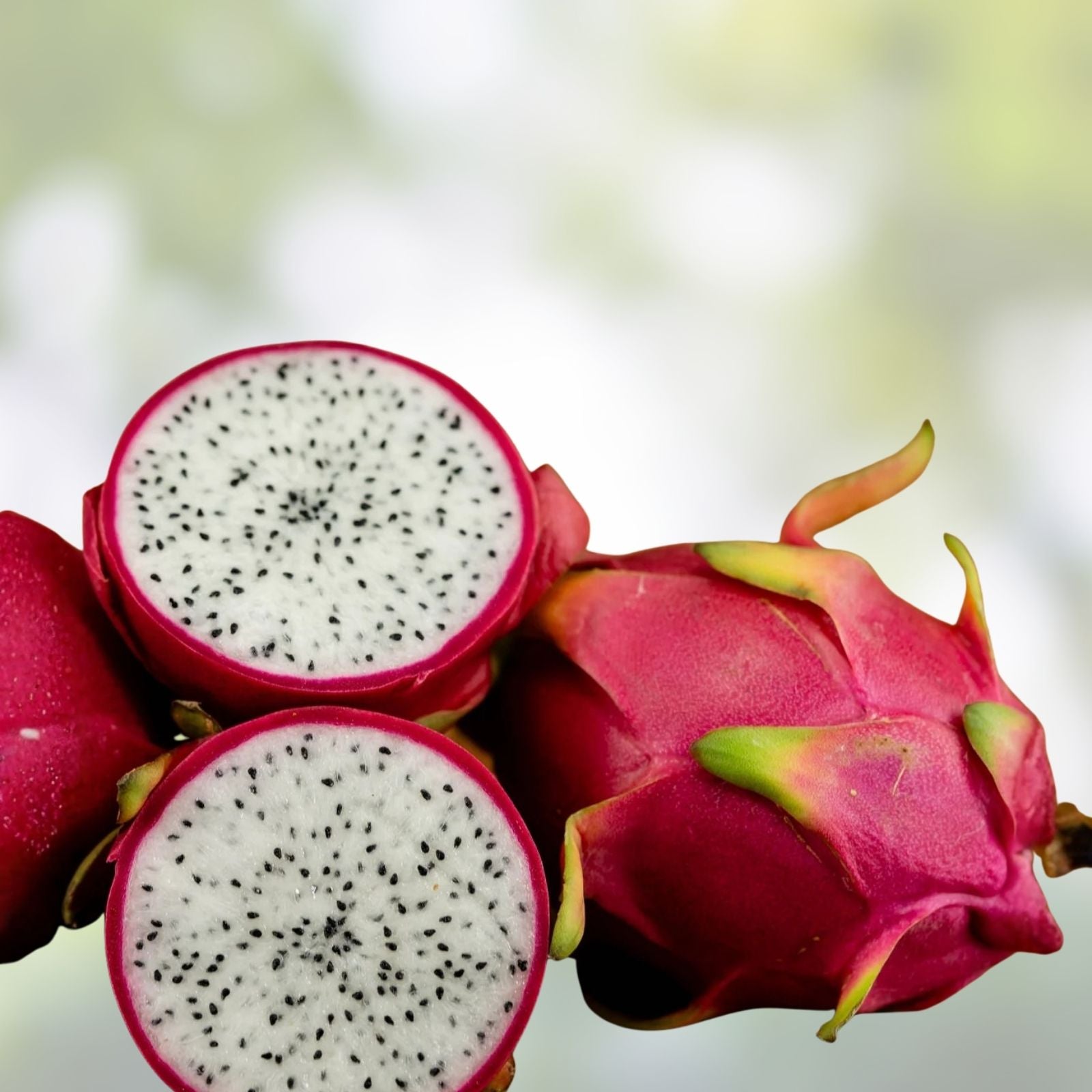 Unrooted 8" White Flesh Dragon Fruit Cutting Hylocereus Cactus Live Plant Pitahaya Starter