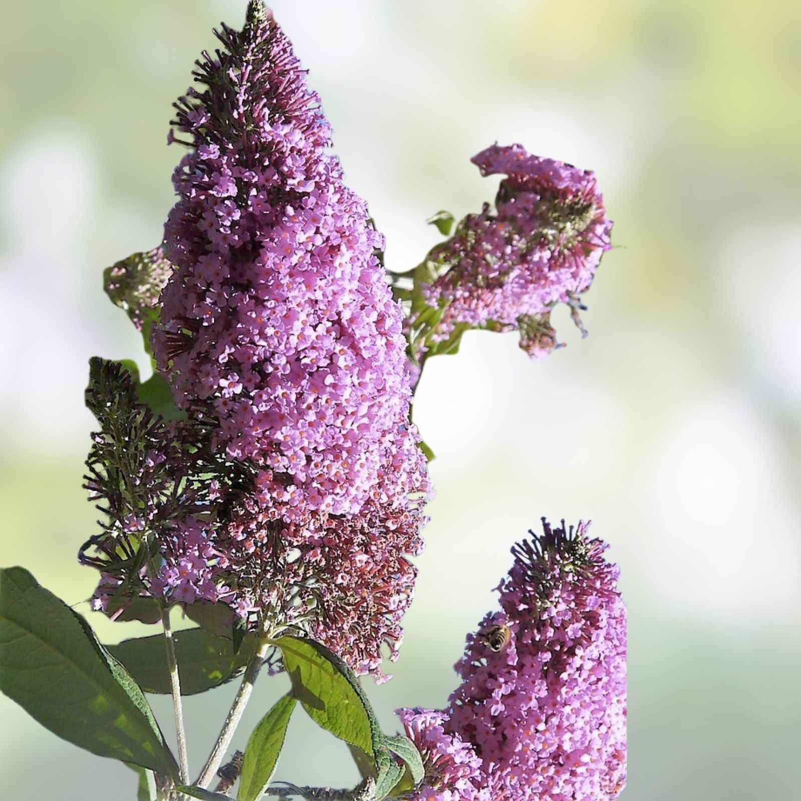 Butterfly Bush Seeds 100 Mixed Colors Buddleia Davidii Flower Shrub Perennial Garden Plants, Garden Seeds, Butterfly Attractant