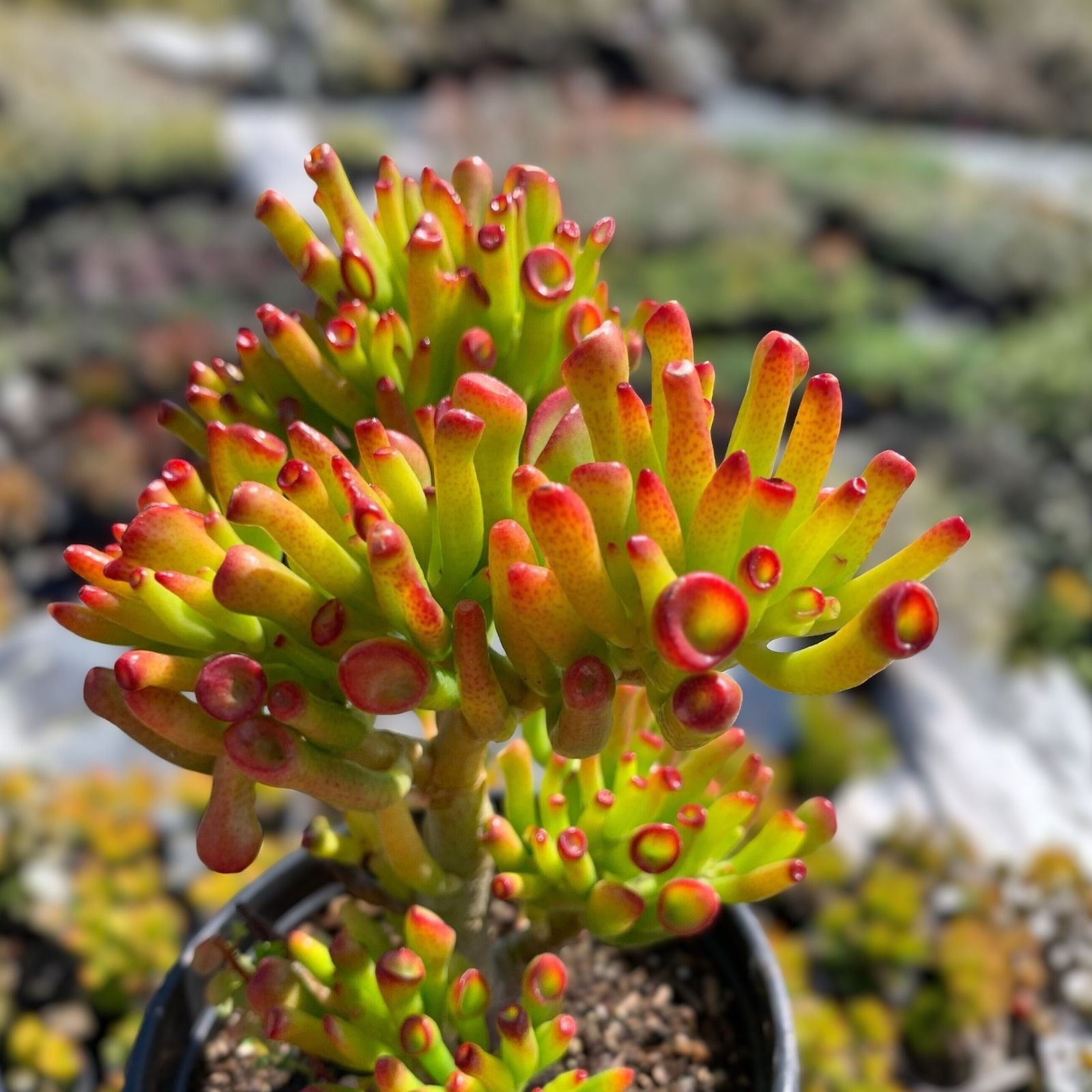 Crassula Ovata Gollum Sea Anemone Jade Succulent Cuttings – 2 Indoor Houseplants for Home Decor and Gardening