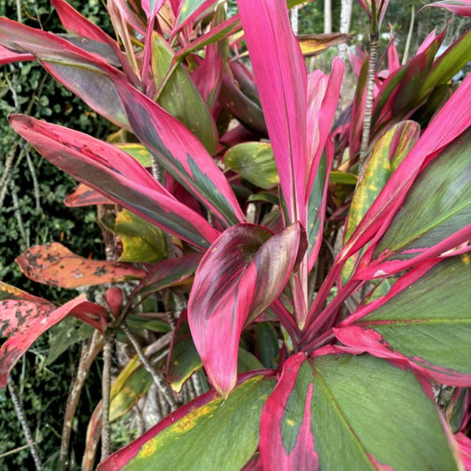 Hawaiian Ti Leaf Cuttings 6-inch Starter Logs x10, Cordyline fruticosa, Green Pink Red Hybrid, Live Plant, Houseplant, Bare Root
