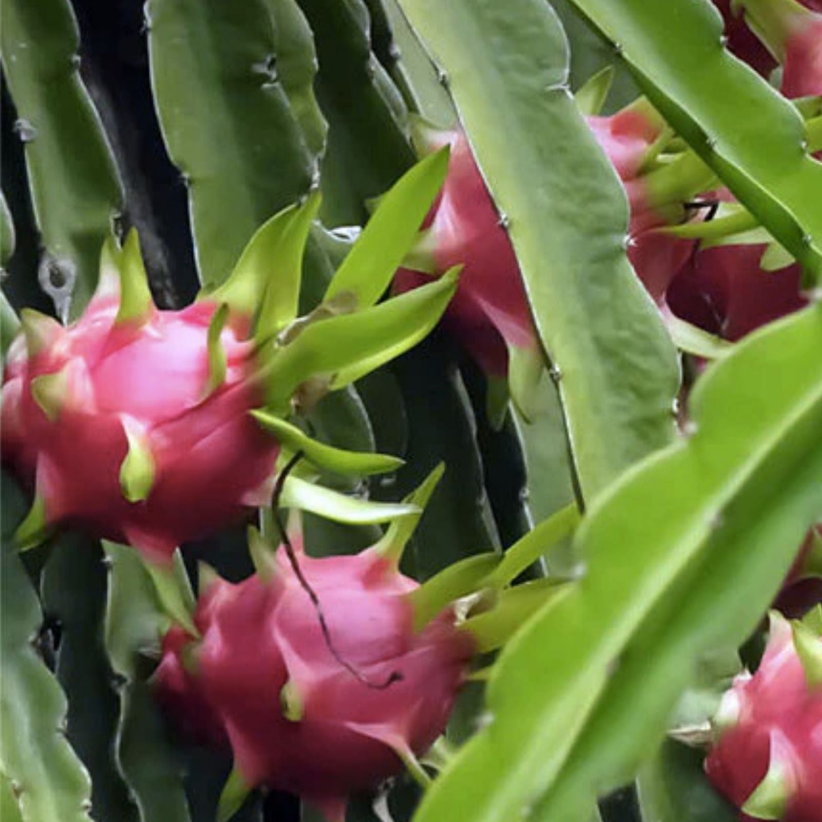 Rooted Dragon Fruit Cutting - White Pitaya Cactus - Hylocereus undatus - Edible Fruit, Succulent Plant, Ready to Plant