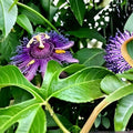 Purple Passion Fruit Cuttings - 10 Healthy Stem Cuttings - Passiflora edulis - Tropical Fruit Plant Propagation