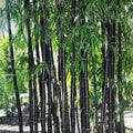 Rare Purple Bamboo Seeds 50pcs Pack, Lucky Bamboo, Phyllostachys nigra var. henon, Ornamental Garden and Indoor Plant
