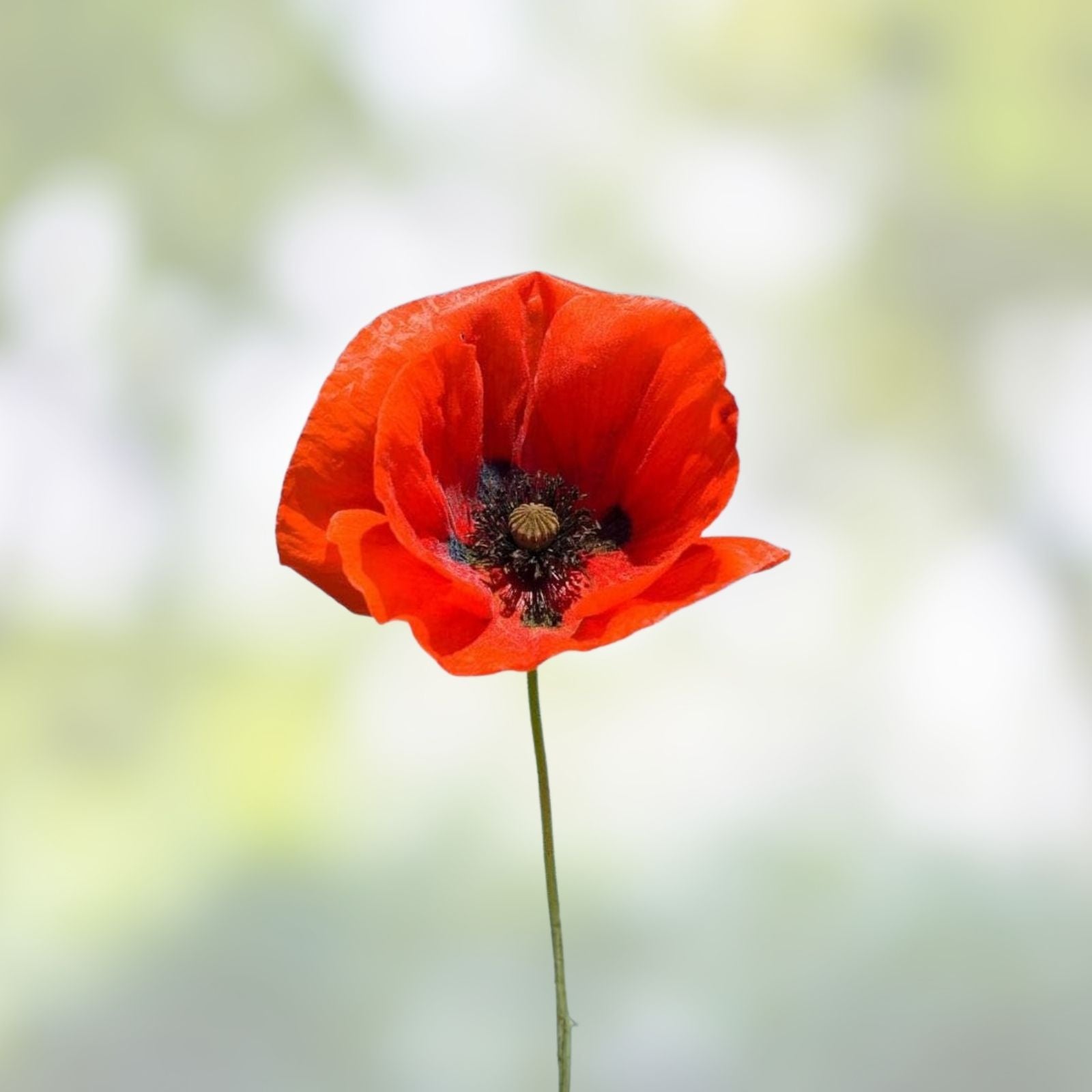 Red Poppy Seeds 100+ Papaver rhoeas Wildflower Seeds for Garden Planting, Live Plant, Bare Root, Starter Plant