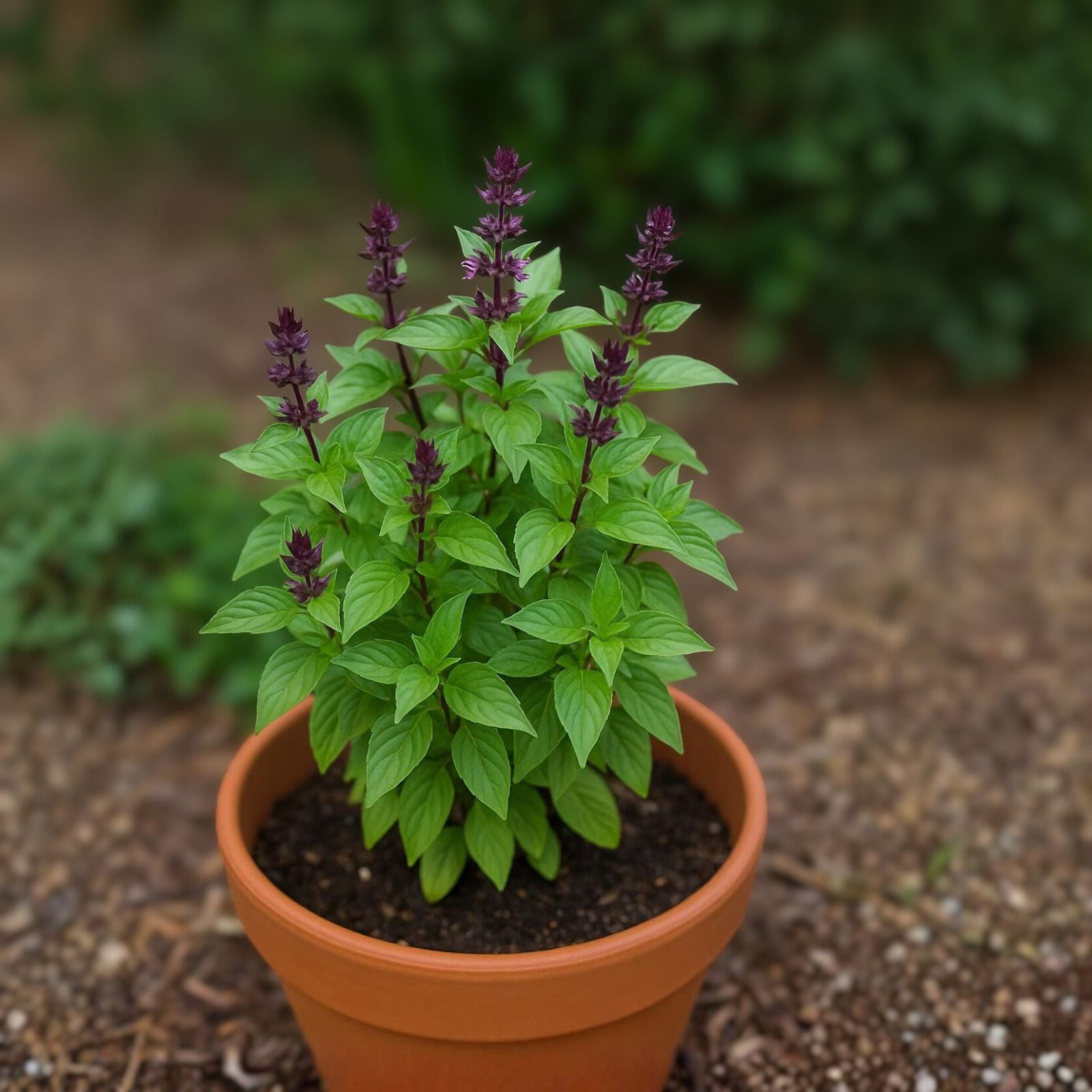 Lemon Basil Seeds 200 Non-GMO Herb Seeds Culinary Herb for Cooking Gardening Ocimum basilicum var. citriodorum