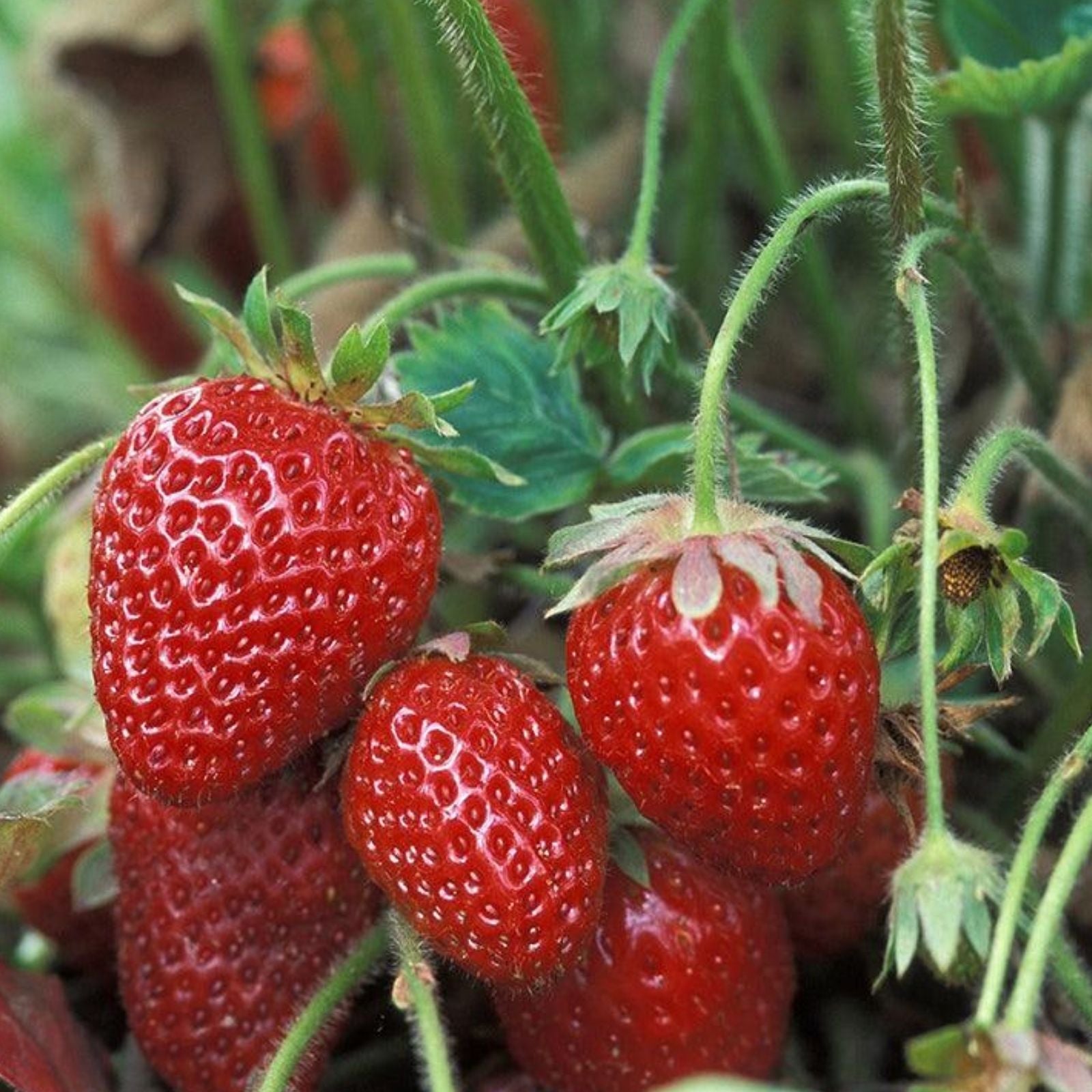 Strawberry Plants Allstar June-Bearing 10 Roots + Organic Pomegranate Cuttings Garden Starter Set