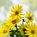 Yellow Wildflower Seed Mix 200 Count – Organic Native Seeds for Pollinators Garden Wildflower Blend