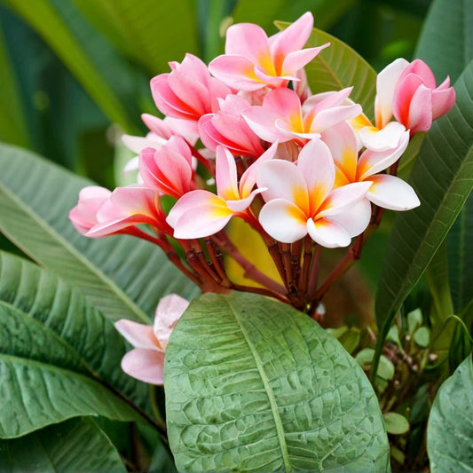 Hawaiian Plumeria Cuttings Miami Rose 12-14" Frangipani Plant Live Starter Plant for Gardening Landscaping