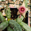 Huernia procumbens Succulent Cutting Starfish Flower Live Plant Easy to Grow Houseplant