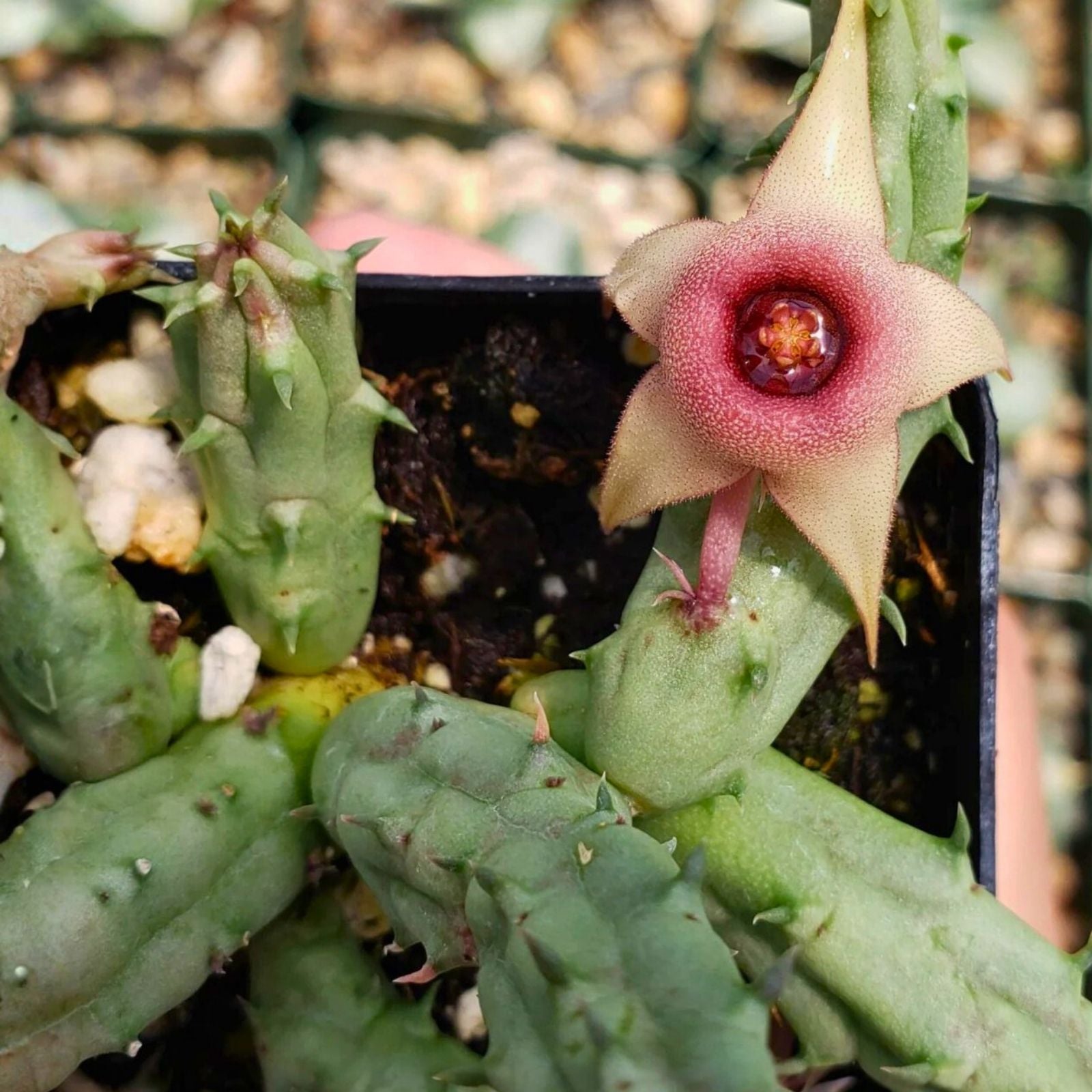 Huernia procumbens Succulent Cutting Starfish Flower Live Plant Easy to Grow Houseplant