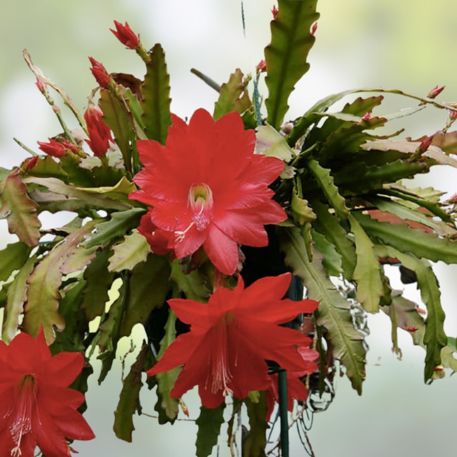 Red Orchid Cactus Cuttings Epiphyllum Disocactus Ackermannii 3 Pieces 4-8 Inches Succulent Plant Propagation