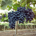 Grape Vine Cuttings Ladyfingers Black Vitis vinifera Fruit Bearing Organic Live Plant