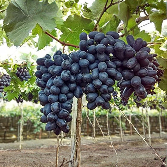 Grape Vine Cuttings Ladyfingers Black Vitis vinifera Fruit Bearing Organic Live Plant