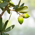 Southern Live Oak Acorns 15 Count Quercus virginiana Tree Seeds for Planting, Live Oak Starter Plants, December 2024 Harvest