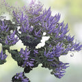 Blue Purple Vitex agnus-castus Chaste Tree Cutting Live Plant Starter Bare Root for Rooting Grafting